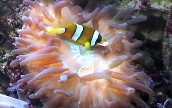 海葵是什么动物?