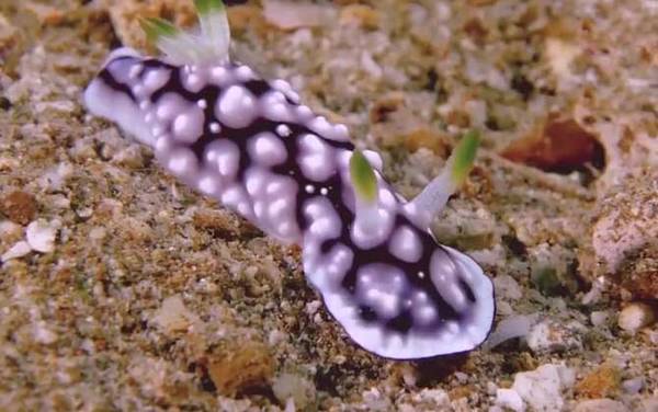 海蛞蝓是什么动物?