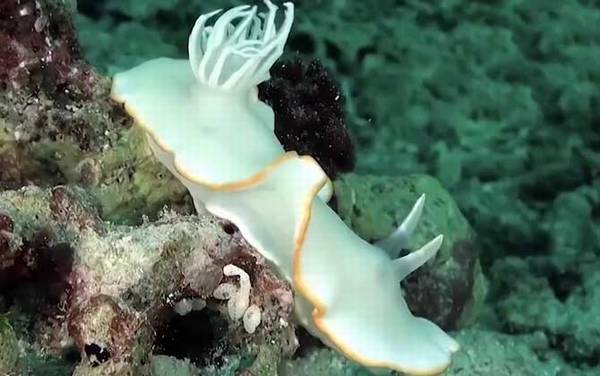 海蛞蝓是什么动物?