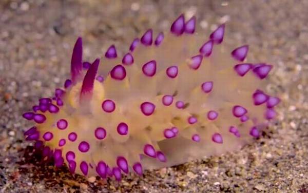 海蛞蝓是什么动物?