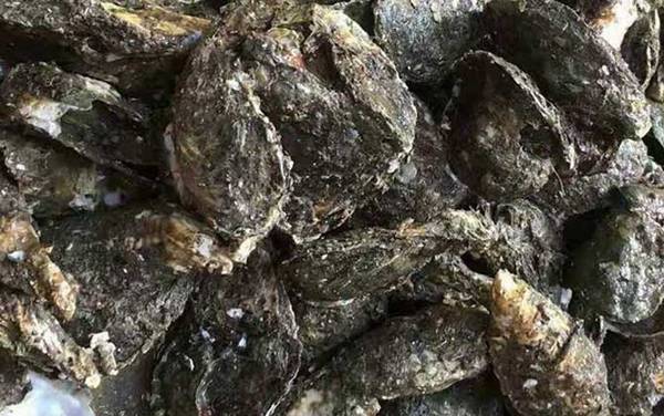 海蛎子是什么动物?