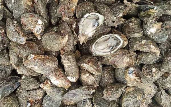 海蛎子是什么动物?