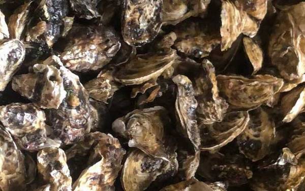 海蛎子是什么动物?