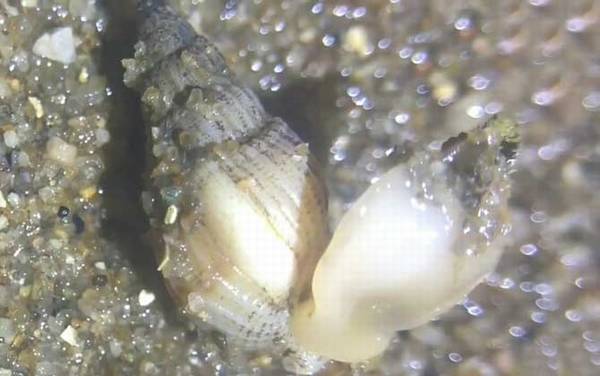 海丝螺是什么螺?