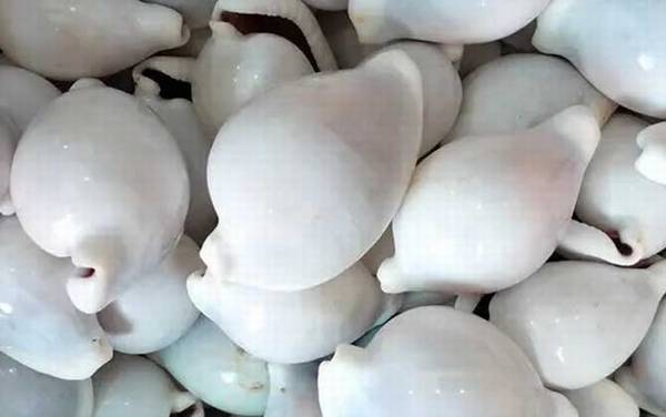 海兔螺是什么螺?