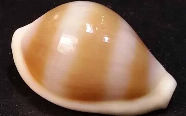 海兔螺是什么螺?