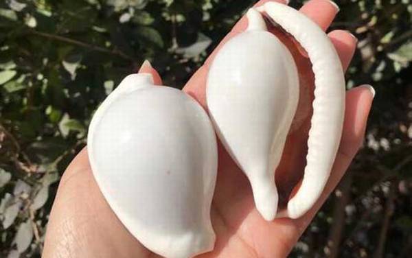 海兔螺是什么螺?