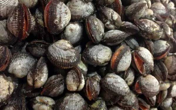 蚶子是什么动物?