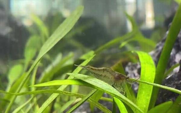 黑壳虾是什么虾?