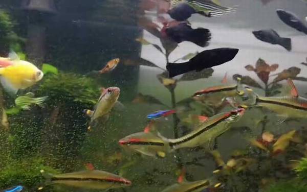 黑玛丽鱼是什么鱼?