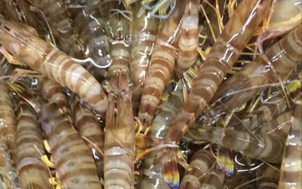 斑节对虾是什么虾?