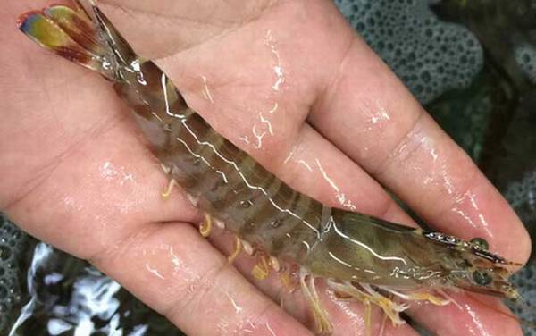 斑节对虾是什么虾?