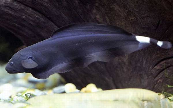 黑魔鬼鱼是什么鱼?