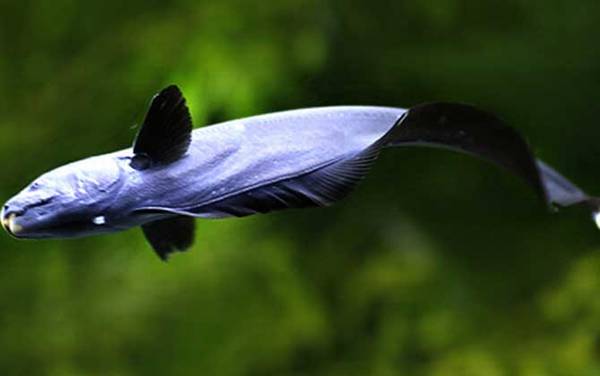 黑魔鬼鱼是什么鱼?