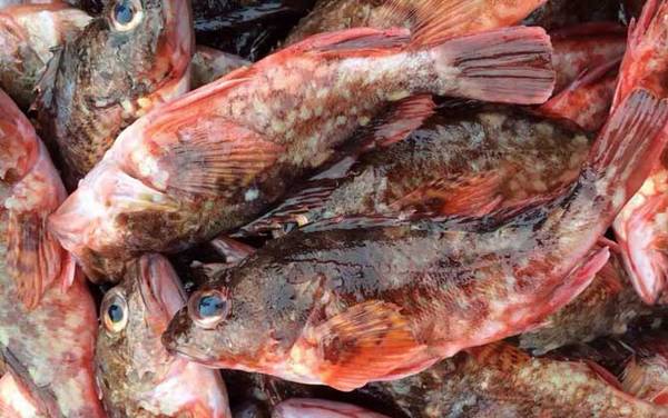 红biubiu鱼是什么鱼?