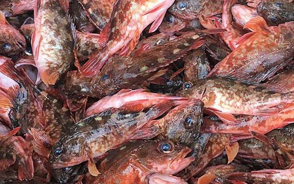 红biubiu鱼是什么鱼?