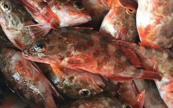 红biubiu鱼是什么鱼?