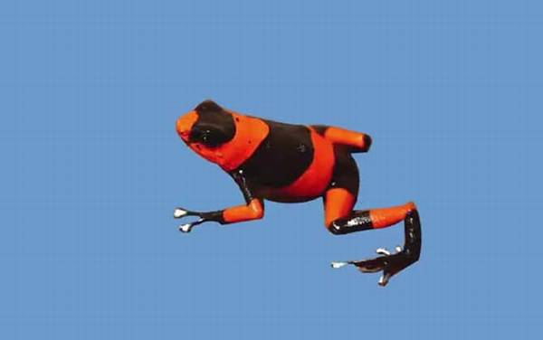 红带箭毒蛙是什么蛙?