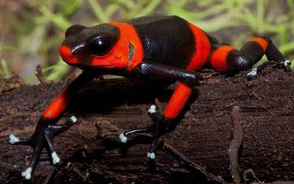 红带箭毒蛙是什么蛙?