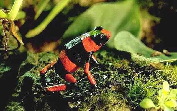 红带箭毒蛙是什么蛙?
