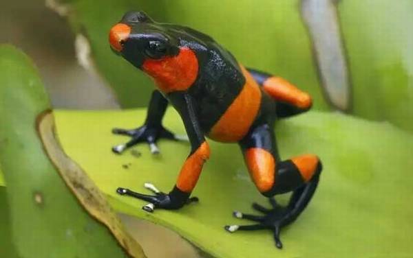 红带箭毒蛙是什么蛙?
