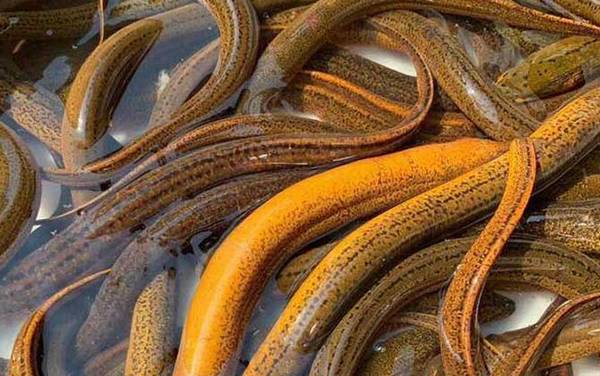 ɱ������Ļ��б�Ӧ��