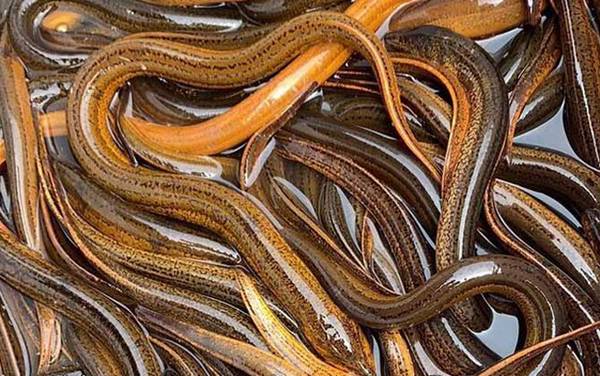 ɱ������Ļ��б�Ӧ��