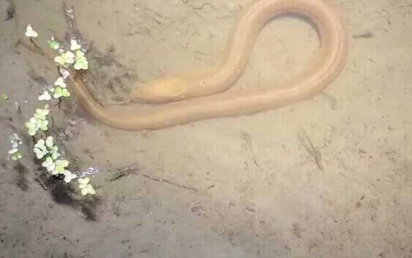 黄鳝是烫死好还是杀死好?