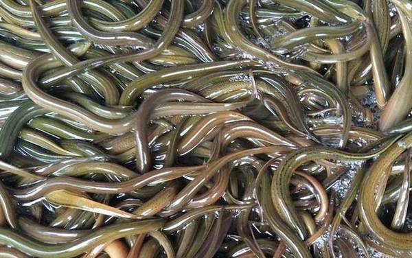 黄鳝是放血好还是不放血好?