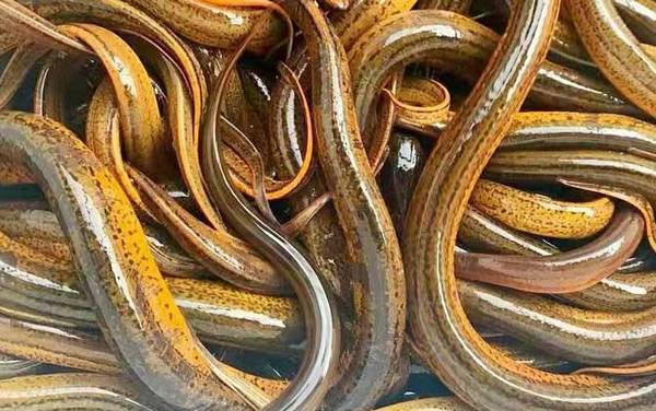 一亩地能养多少黄鳝?