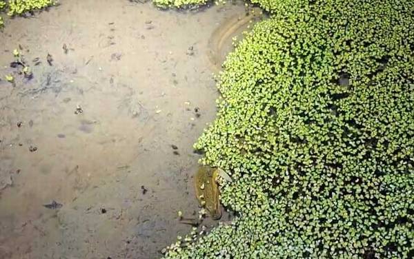 山黄鳝是什么动物?