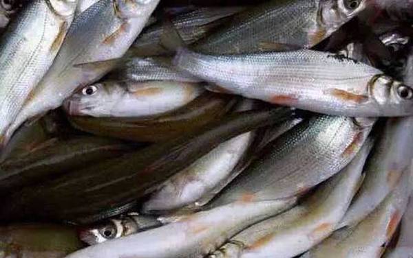 红尾鲴是什么鱼?