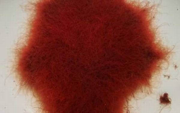 红线虫是什么动物?