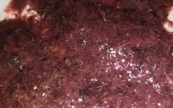 红线虫是什么动物?