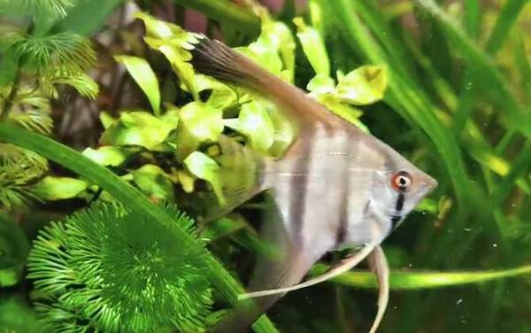 天使鱼是什么鱼?