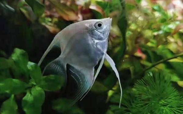 天使鱼是什么鱼?