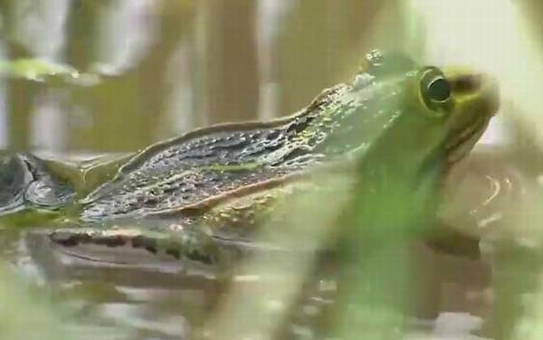 田蛙是什么动物?