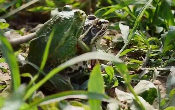 田蛙是什么动物?