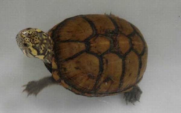 头盔蛋龟是什么龟?