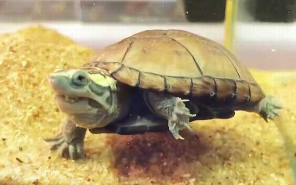 头盔蛋龟是什么龟?