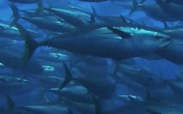 吞拿鱼是什么鱼?