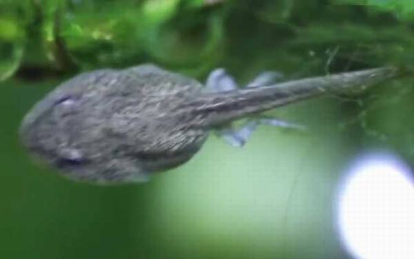 萎缩蛙是什么动物?