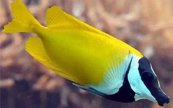 狐狸鱼是什么鱼?