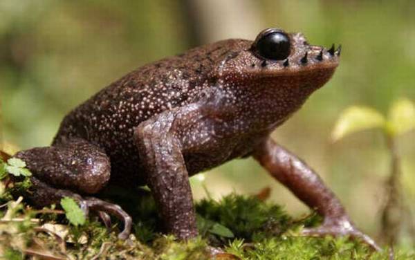 胡子蛙是什么动物?