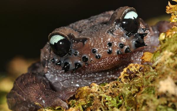 胡子蛙是什么动物?