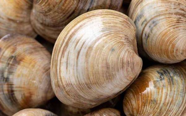 文蛤是什么动物?