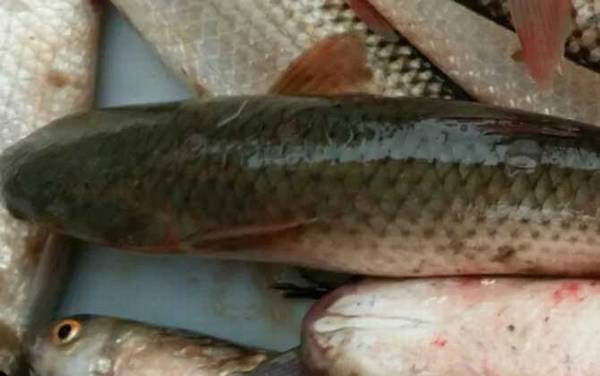 乌头鱼是什么鱼?