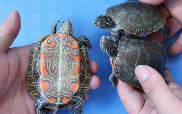西部锦龟是什么龟?