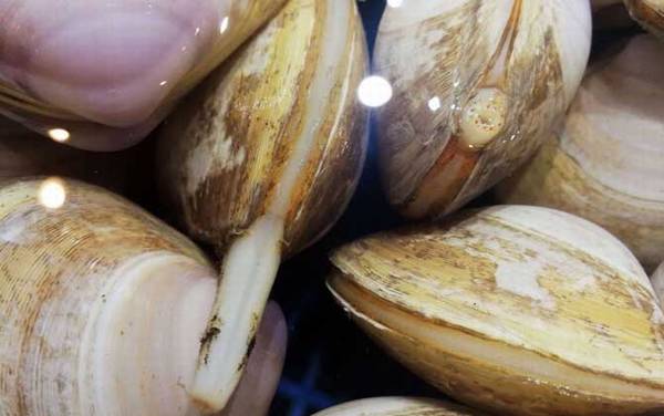 西施舌是什么动物?