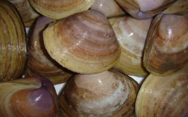 西施舌是什么动物?